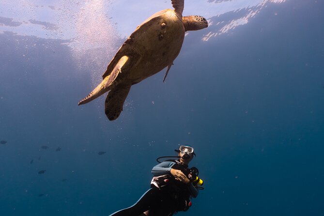 Scuba Dive at Electric Beach - Following the reef at your own pace