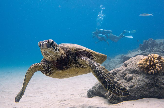 Scuba Dive at Electric Beach - Snacks, drinks, and underwater memories afterward