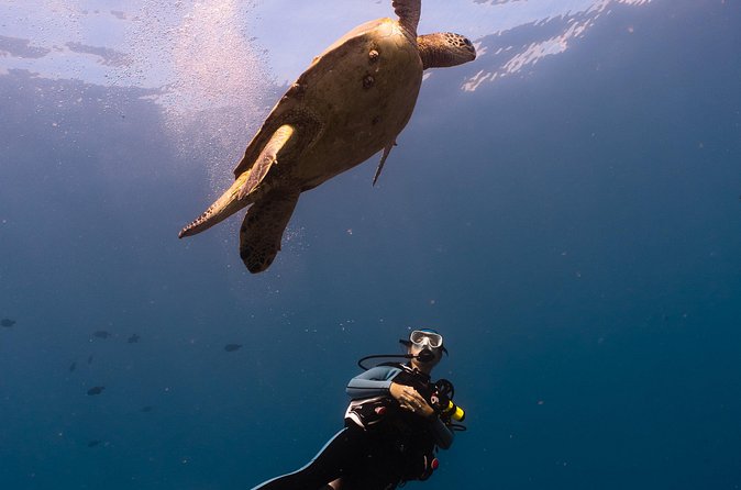 Scuba Dive at Electric Beach - Who will get the most from this outing?