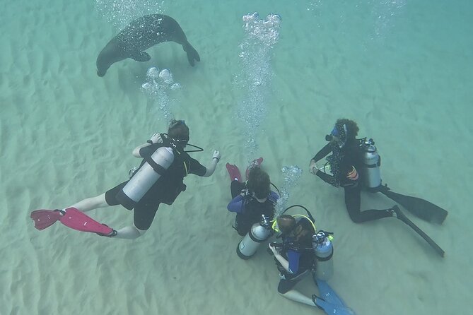 SCUBA Dive at Electric Beach with Photos -No Certification Needed - Why Electric Beach works for a first scuba experience