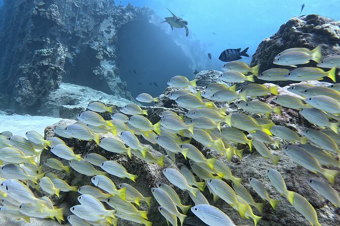 SCUBA Dive at Electric Beach with Photos -No Certification Needed - Photos turn the experience into a lasting memory