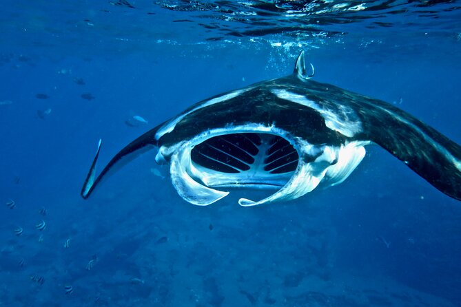 Scuba Dive at Ni’ihau (Forbidden island) - Weather, reroutes, and the best season to go