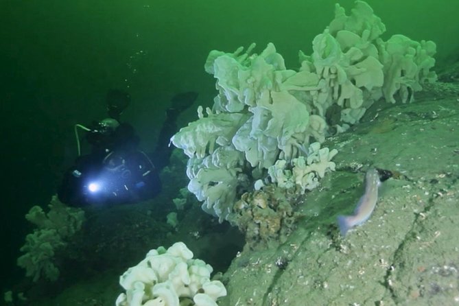 Scuba Dive Boat Charter in Vancouver (Certified Divers Only!) - Key points at a glance