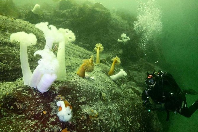 Scuba Dive Boat Charter in Vancouver (Certified Divers Only!) - What the underwater schedule may feel like