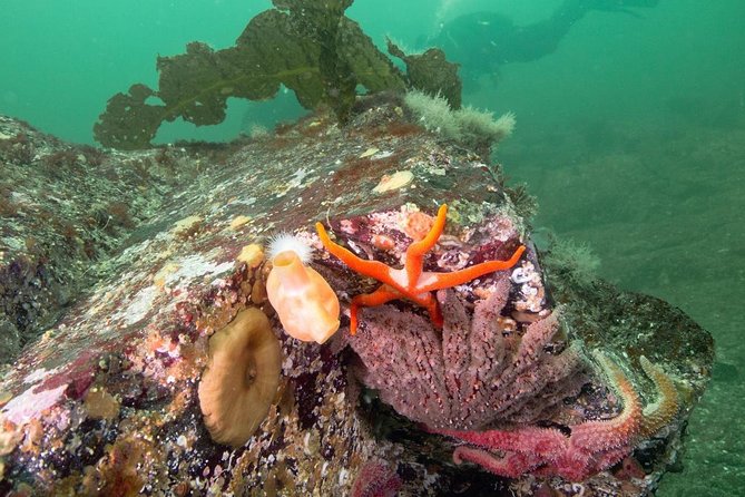 Scuba Dive Boat Charter in Vancouver (Certified Divers Only!) - Cold-water comfort and the role of the crew