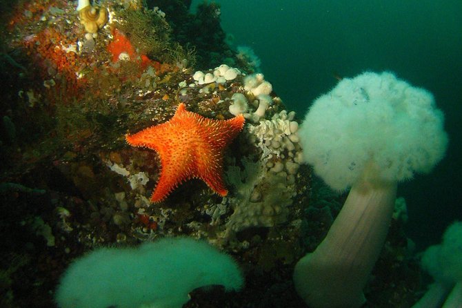 Scuba Dive Boat Charter in Vancouver (Certified Divers Only!) - Boarding the 40-foot Topsail