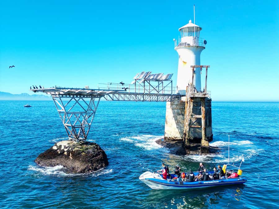 Scuba Dive in Cape Town: 2 Dives for certified divers - What makes this Cape Town underwater trip worth considering