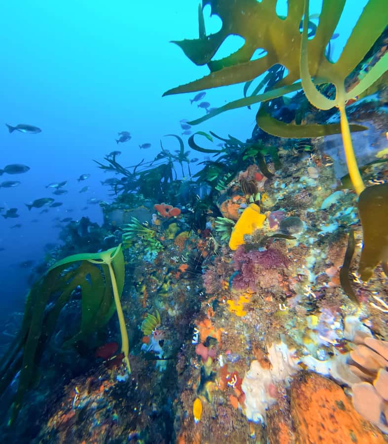 Scuba Dive in Cape Town: 2 Dives for certified divers - Starting at the Dive Team center in Simon’s Town
