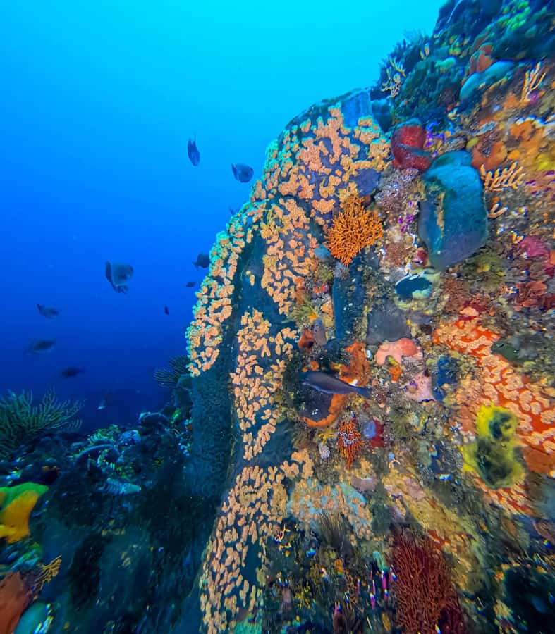 Scuba Dive in Cape Town: 2 Dives for certified divers - First underwater session: reef, wreck, or something unexpected