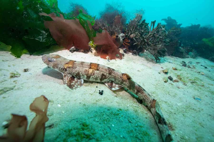 Scuba Dive in Cape Town: 2 Dives for certified divers - The surface interval: hot chocolate and mountain views
