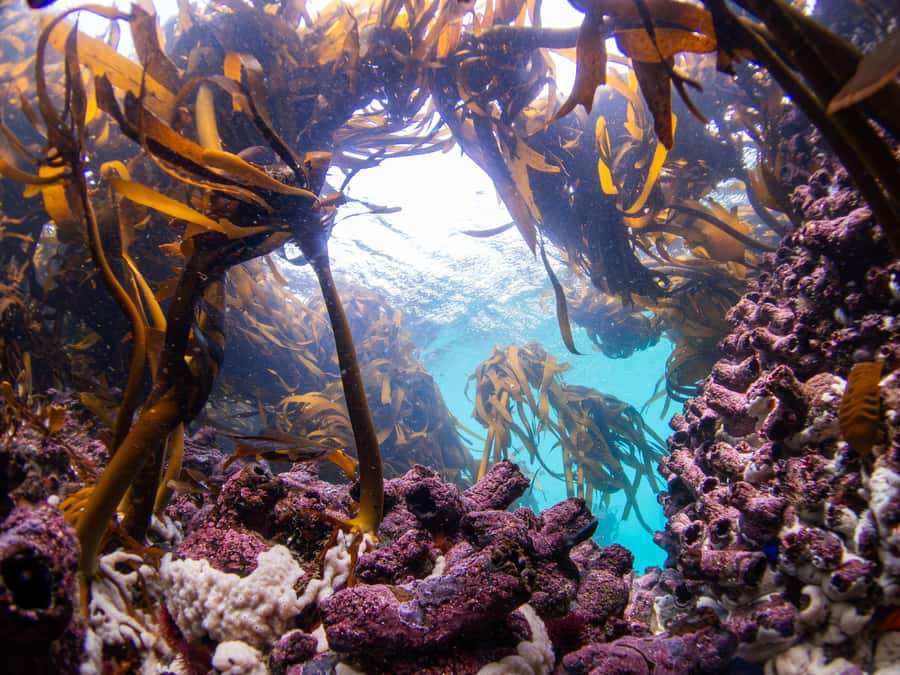 Scuba Dive in Cape Town: 2 Dives for certified divers - Second underwater session: the kelp forest