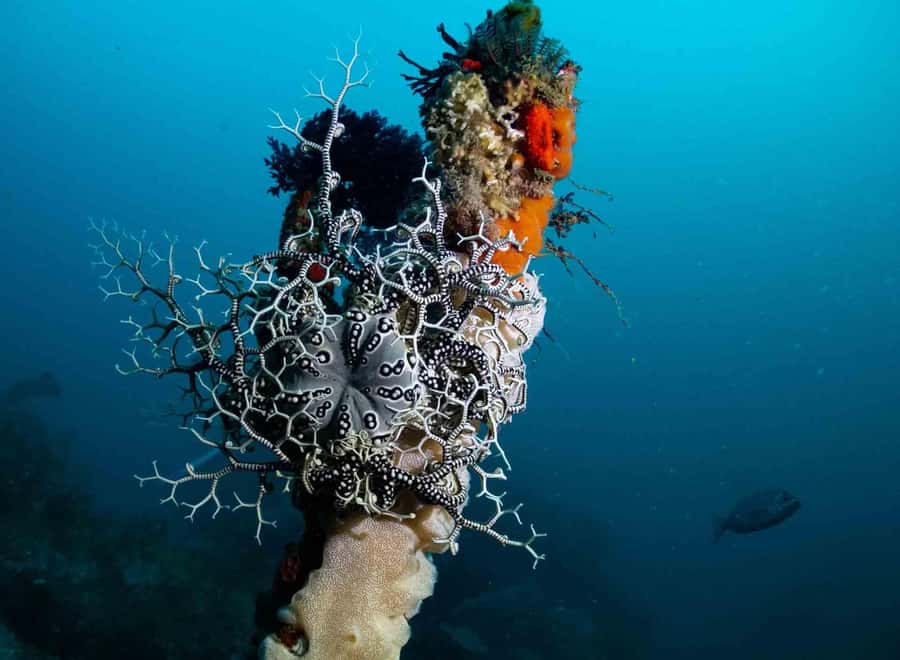 Scuba Dive in Cape Town: 2 Dives for certified divers - Weather, timing, and practical preparation