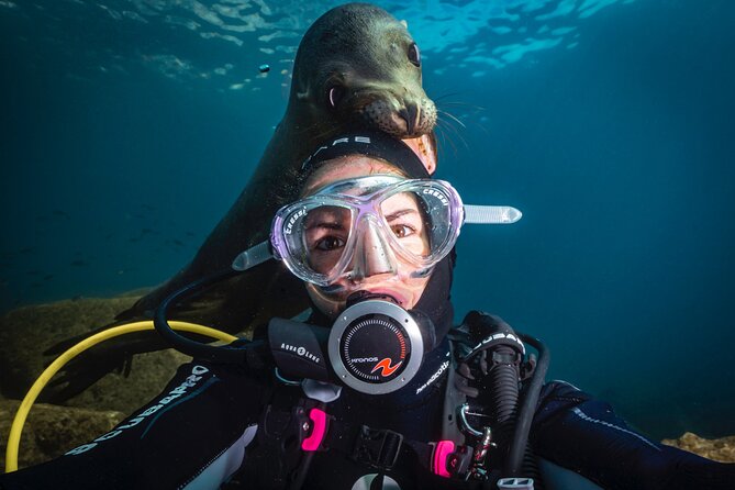 Scuba Dive in La Paz: Sea Lions, Turtles, Fish Schools and Wrecks - Key points at a glance