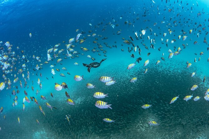 Scuba Dive in La Paz: Sea Lions, Turtles, Fish Schools and Wrecks - Why La Paz makes a good scuba base