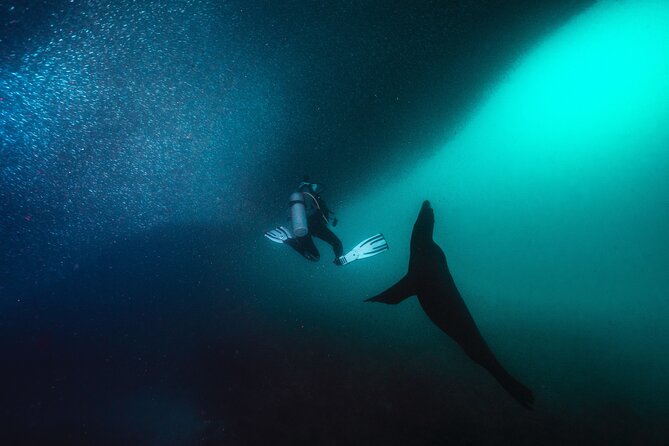 Scuba Dive in La Paz: Sea Lions, Turtles, Fish Schools and Wrecks - Sea lion colonies and lively underwater encounters