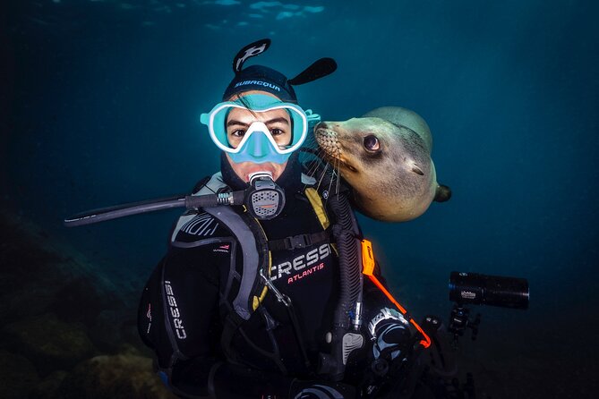 Scuba Dive in La Paz: Sea Lions, Turtles, Fish Schools and Wrecks - Turtles, mobulas, and fish schools
