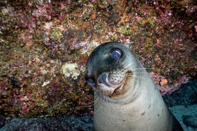 Scuba Dive in La Paz: Sea Lions, Turtles, Fish Schools and Wrecks - Wrecks and rocky reefs for the two sessions