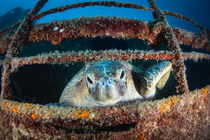 Scuba Dive in La Paz: Sea Lions, Turtles, Fish Schools and Wrecks - Beach lunch between or after the sessions