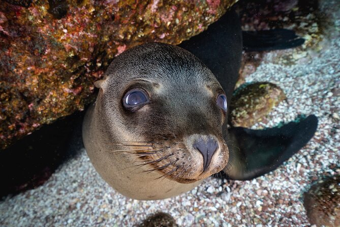 Scuba Dive in La Paz: Sea Lions, Turtles, Fish Schools and Wrecks - What the small group changes