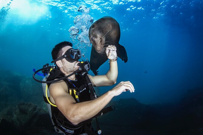 Scuba Dive in La Paz: Sea Lions, Turtles, Fish Schools and Wrecks - The 90-minute ride to the first site