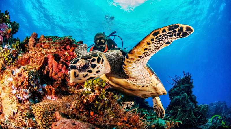 Scuba Dive in Playa del Carmen - 2 Dives (Certified divers) - The 30-minute surface break