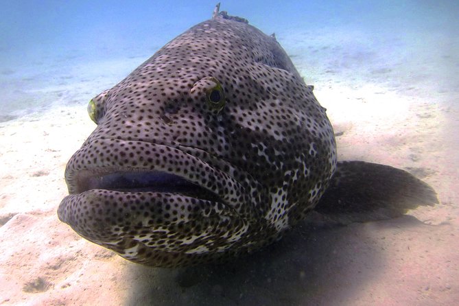 Scuba Dive Ningaloo Reef - Key points to know before booking