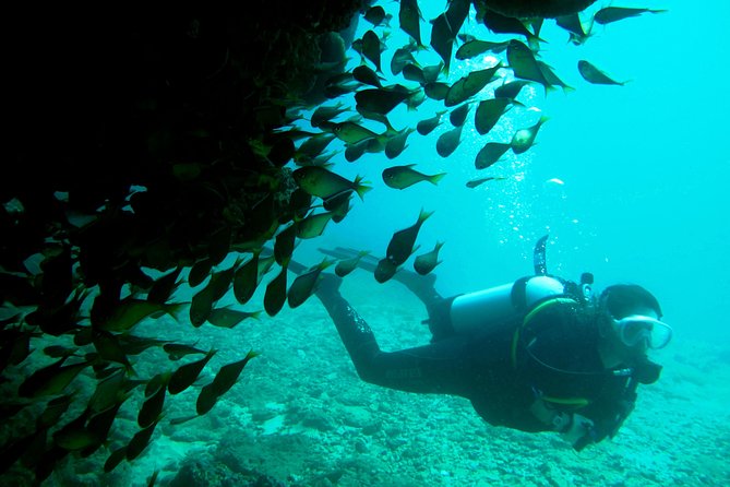 Scuba Dive Ningaloo Reef - Two sites make the reef day more varied