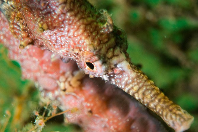 Scuba Dive The Beautiful Rottnest Island for Certified divers - Why this Rottnest trip works well for certified divers