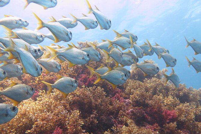 Scuba Dive The Beautiful Rottnest Island for Certified divers - Hot lunch and the ride back to Fremantle