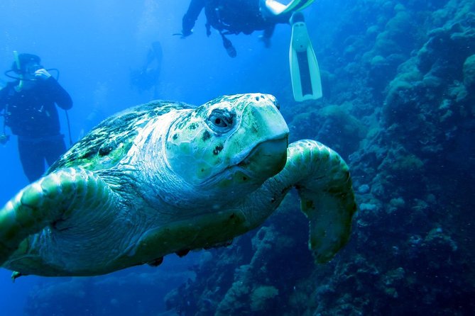 Scuba Dive the S.S. Yongala Wreck on the Great Barrier Reef. - Why the SS Yongala is such a special underwater site
