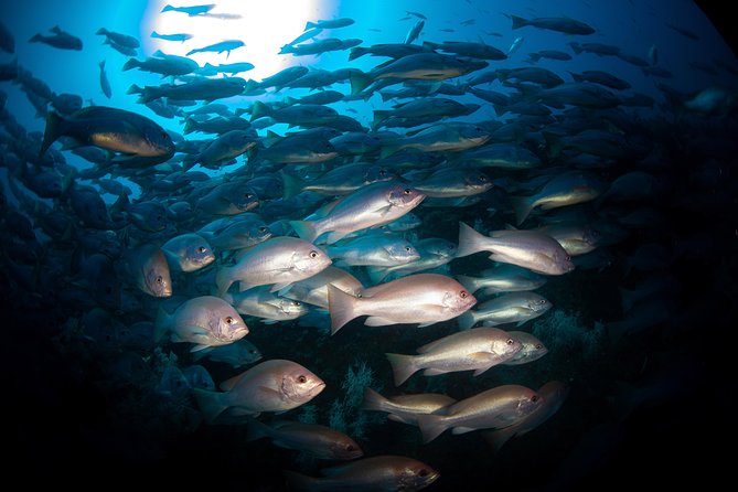 Scuba Dive the S.S. Yongala Wreck on the Great Barrier Reef. - Certification rules and extra charges