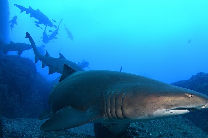 Scuba Dive With Grey Nurse Sharks in Bushrangers Bay - Key points to know before booking