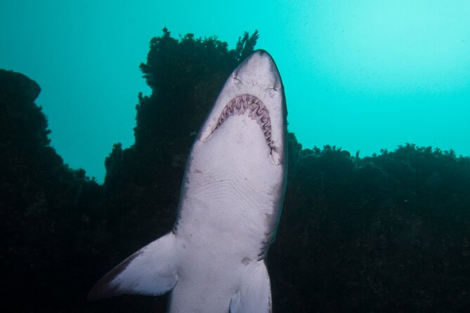 Scuba Dive With Grey Nurse Sharks in Bushrangers Bay - Why Bushrangers Bay draws shark watchers