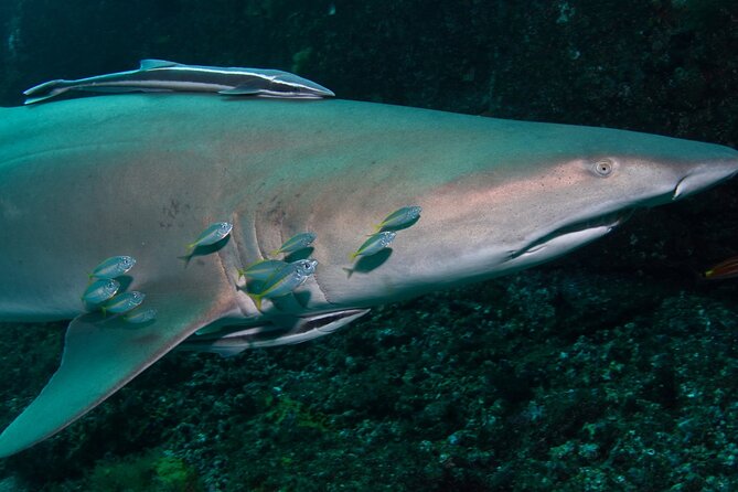 Scuba Dive With Grey Nurse Sharks in Bushrangers Bay - Equipment checks before Shellharbour
