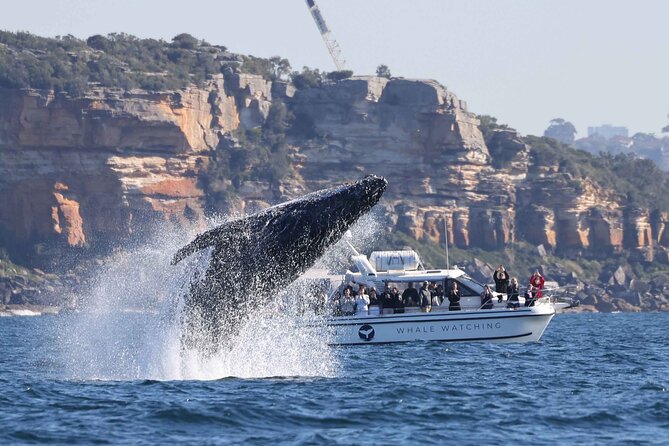 Scuba Dive With Grey Nurse Sharks in Bushrangers Bay - Returning to Bondi by about 3:30 pm