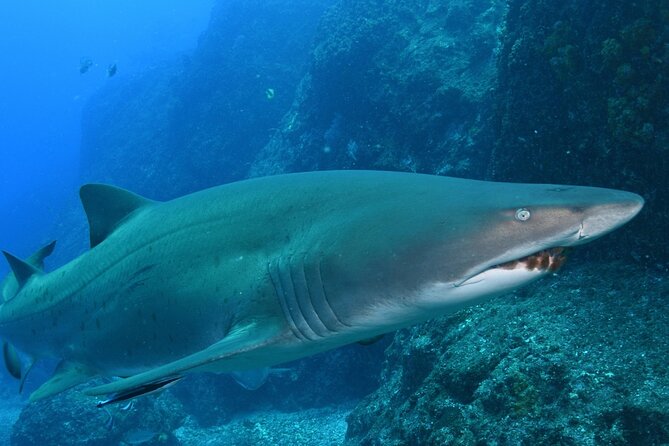 Scuba Dive With Grey Nurse Sharks in Bushrangers Bay - Is $247.45 good value?