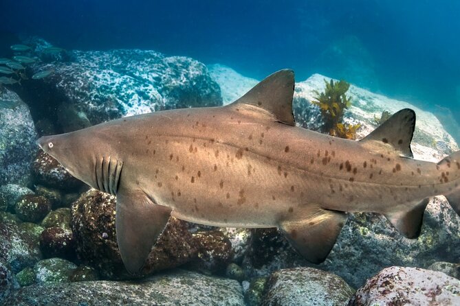 Scuba Dive With Grey Nurse Sharks in Bushrangers Bay - Who should book this Bushrangers Bay outing?