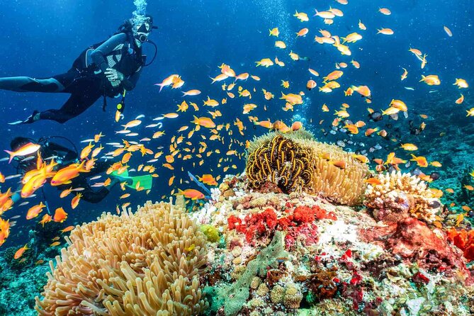 Scuba dive with sharing transfers - A calm introduction to scuba in Dubai