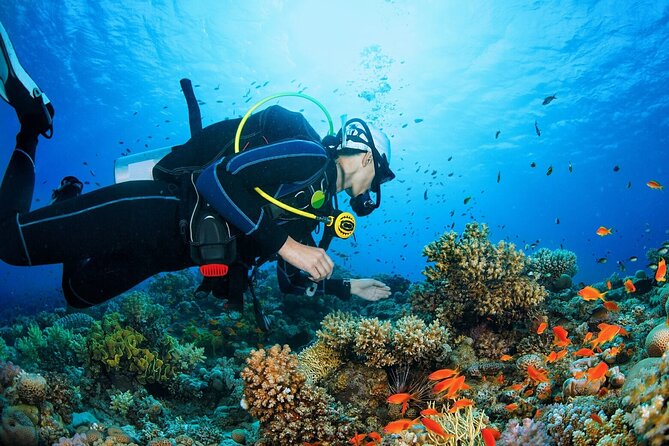 Scuba dive with sharing transfers - Fish feeding and close views of marine life