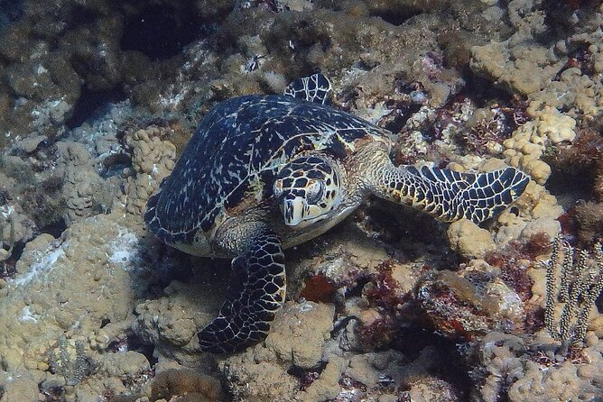 Scuba Diver Certification Course - Marine life and the feel of the outing