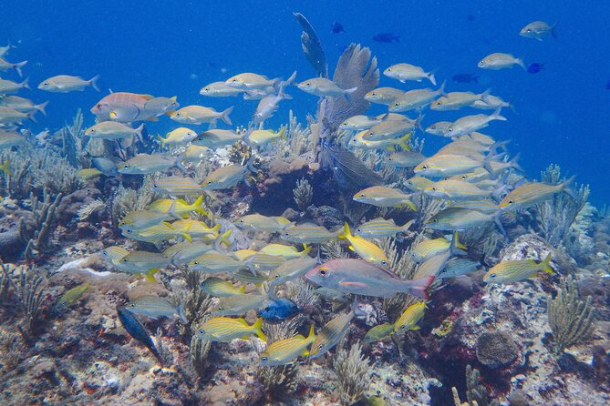 Scuba Diver Certification Course - Is $430 a fair price?
