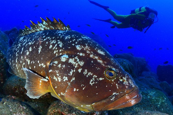 Scuba Diving - Key Things to Know Before You Book