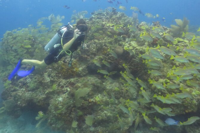 Scuba Diving (1st time) in Cancun Beginner's WELCOMED! - The Mesoamerican Reef and the second session
