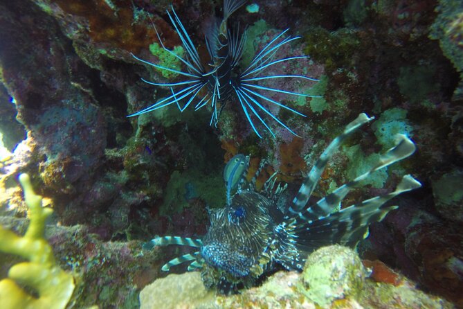 Scuba Diving 2 Dives from the Boat - Starting from Sharm el Sheikh at 8:30 am