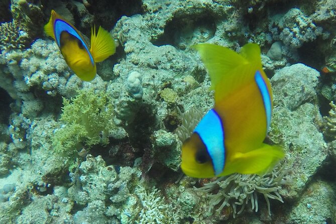 Scuba Diving 2 Dives from the Boat - Two underwater sessions around Ras Mohamed and Tiran