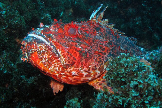 Scuba Diving - What First-Time Participants Should Expect