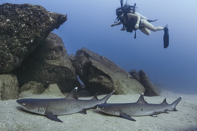 Scuba Diving - Morning or Afternoon, and Why Timing Matters