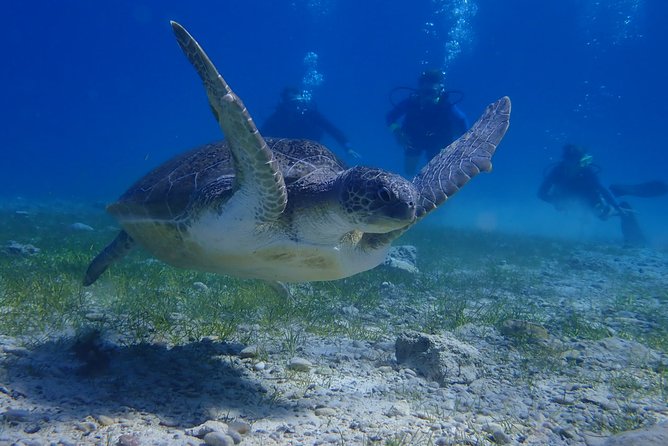 Scuba Diving Activity in Pernera - Is $89.53 good value?