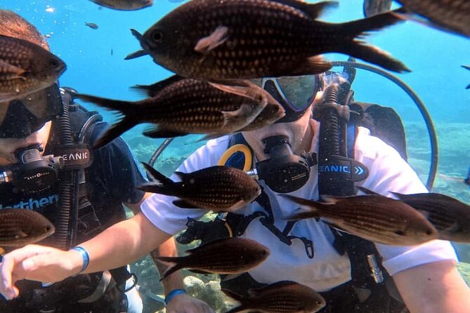 Scuba Diving Adventure at Green Bay Beach - Is $96.13 good value?