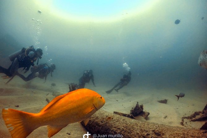 Scuba Diving adventure Cabo pulmo - What the $230 price buys you